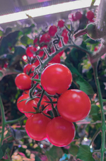 Лаборатория для овощей Greenbar ПАК LUX-TOM-PEPER-1