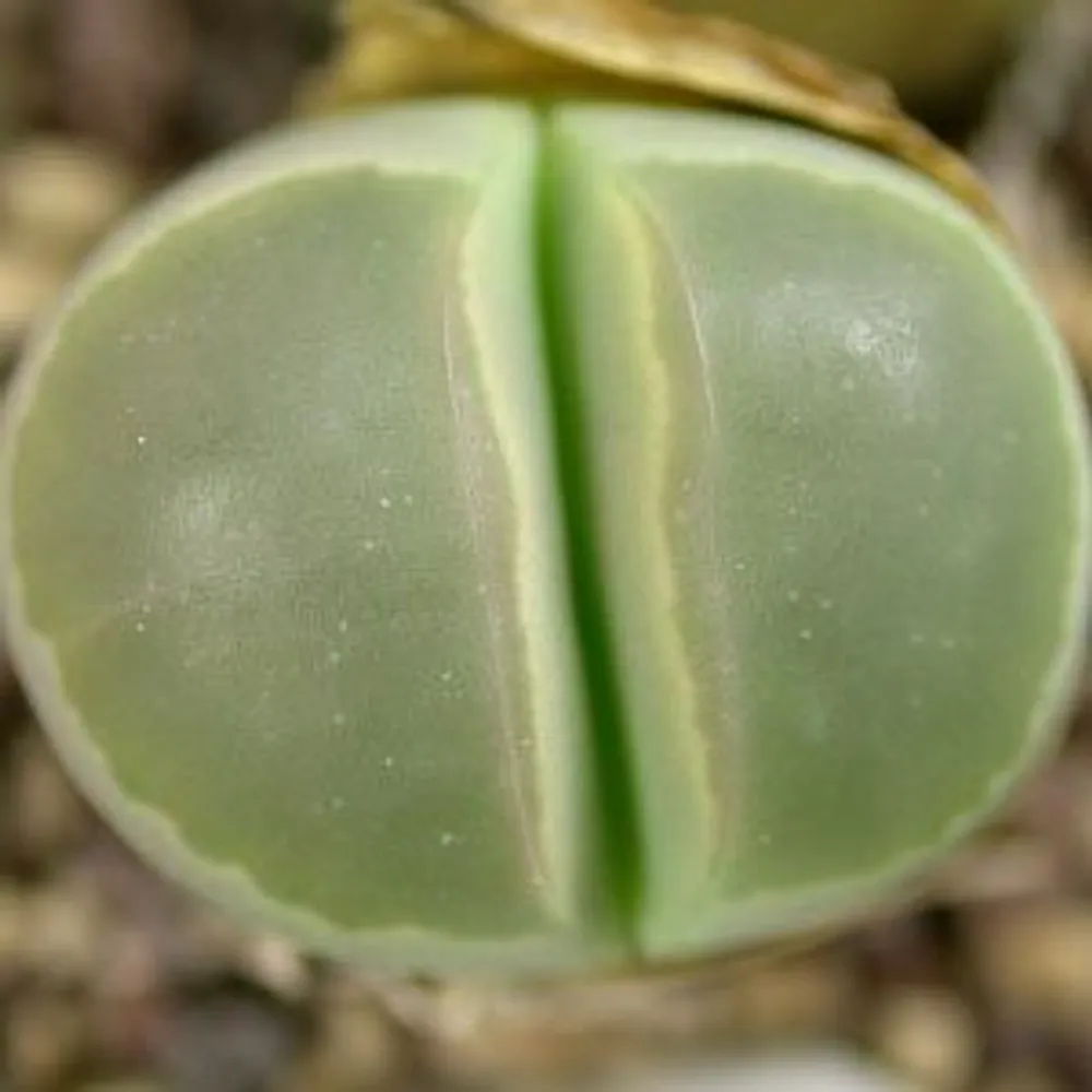 Литопс (C055 Lithops olivacea v. olivacea) живые камни семена
