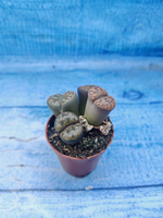 Lithops sp. (Литопсы)