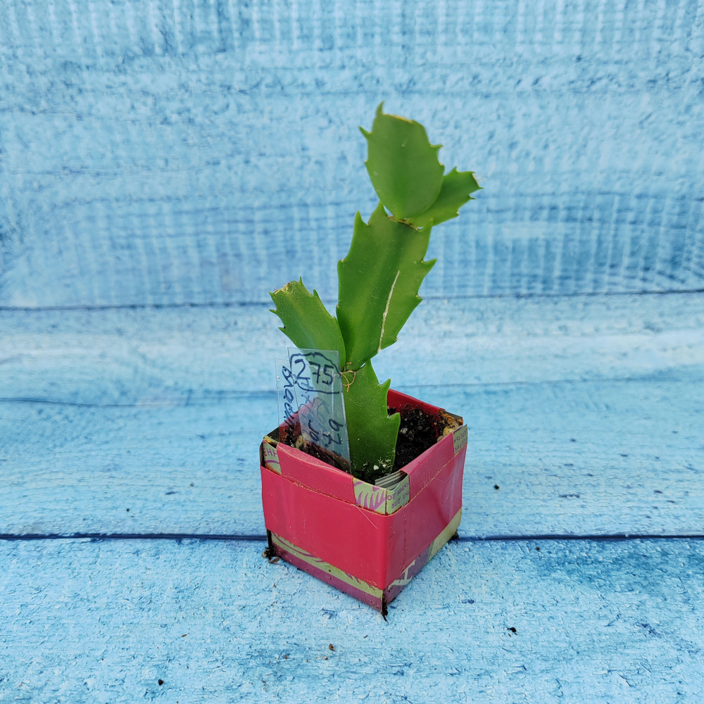 Schlumbergera Thor Vida (Декабрист)