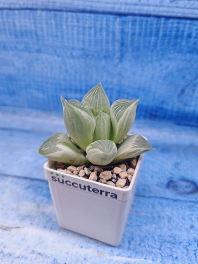 Haworthia Retusa Aurea var. (Хавортия)