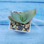 Aloe Striata (Алоэ)