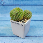 Notocactus Buiningii (Нотокактус)