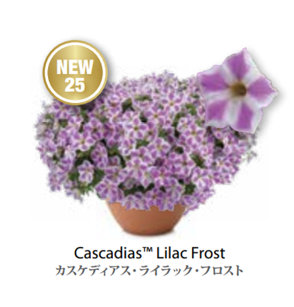 ЕВРО неукор Петуния CASCADIAS Lilac Frost ЕВРО НЕукоренный черенок (срезы) НОЯБРЬ поставка 3
