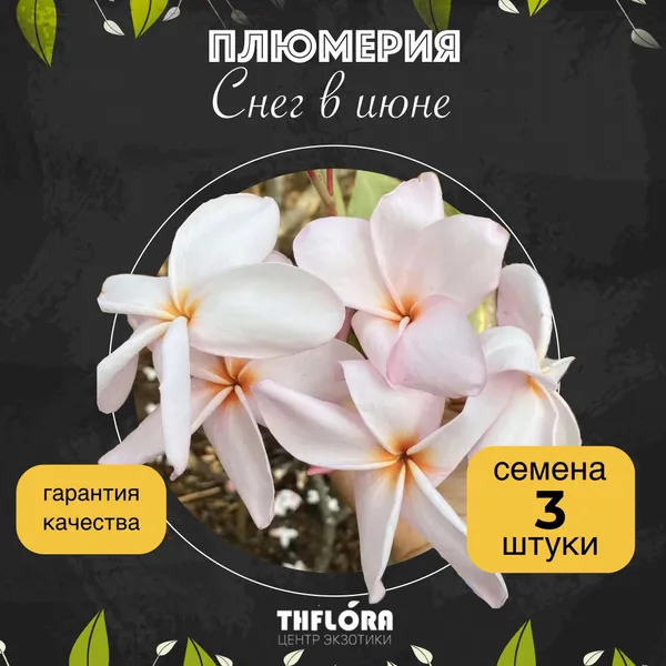 Плюмерия "Снег в июне" семена 3 шт