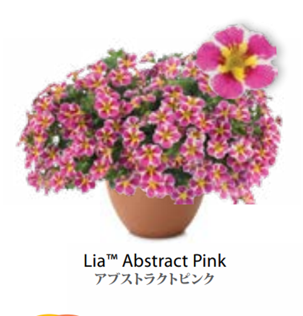 ЕВРО Калибрахоа LIA Abstract Pink укоренный черенок середина ноября поставка 1
