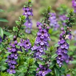 Ангелония Adessa Blue (Анг1)