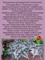 Кочедыжник Сильвер Фолс папоротник
