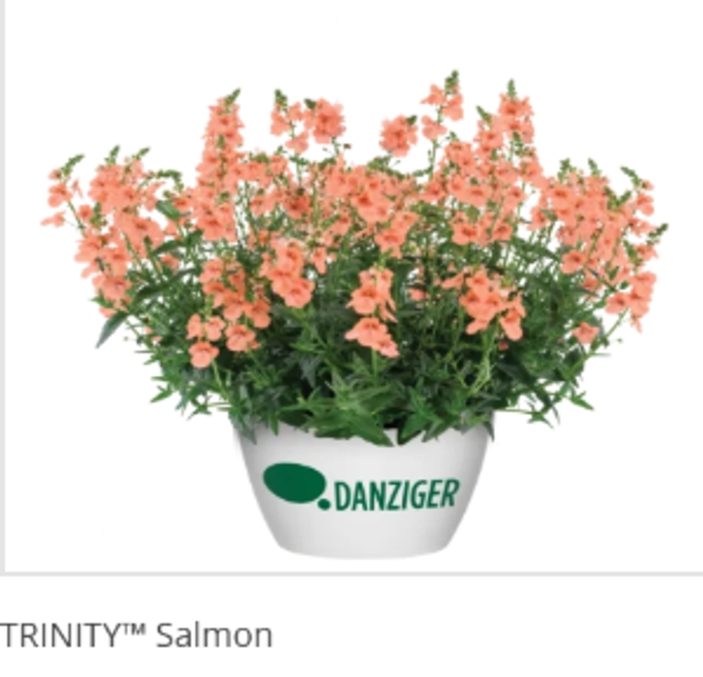 ЕВРО Диасция Trinity Salmon укорененный ЕВРО черенок февраль поставка 11
