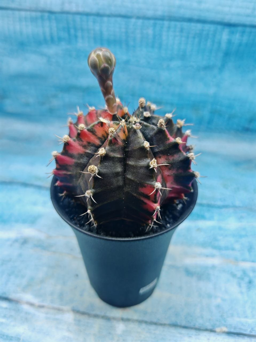 Gymnocalycium Variegata (Гимнокалициум Вариегатный)