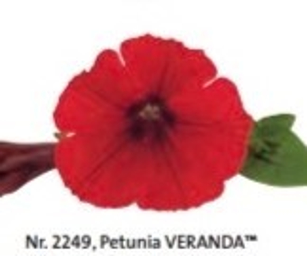 Петуния Petunia VERANDA Red ЕВРО укорененный черенок ЯНВАРЬ 27 поставка 12