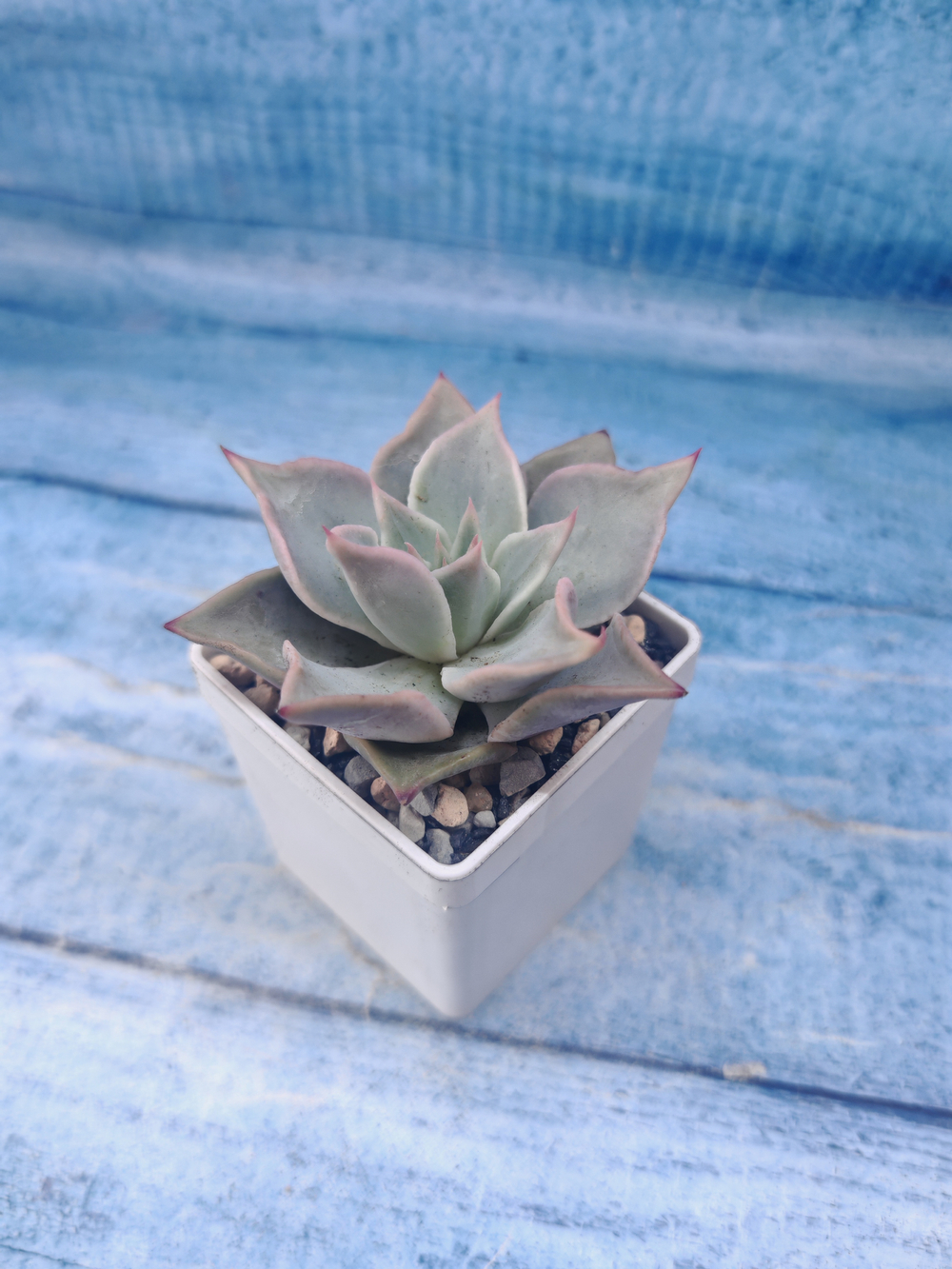 Echeveria Madiba (Эхеверия)