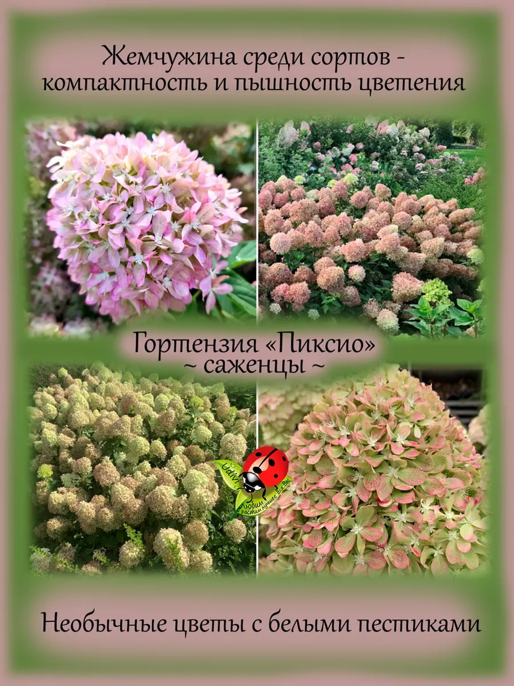 Гортензия Пиксио карликовая метельчатая