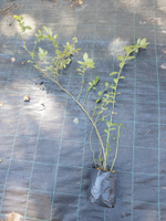 Голубика высокорослая Блюкроп (Vaccinium corymbosum Bluecrop)