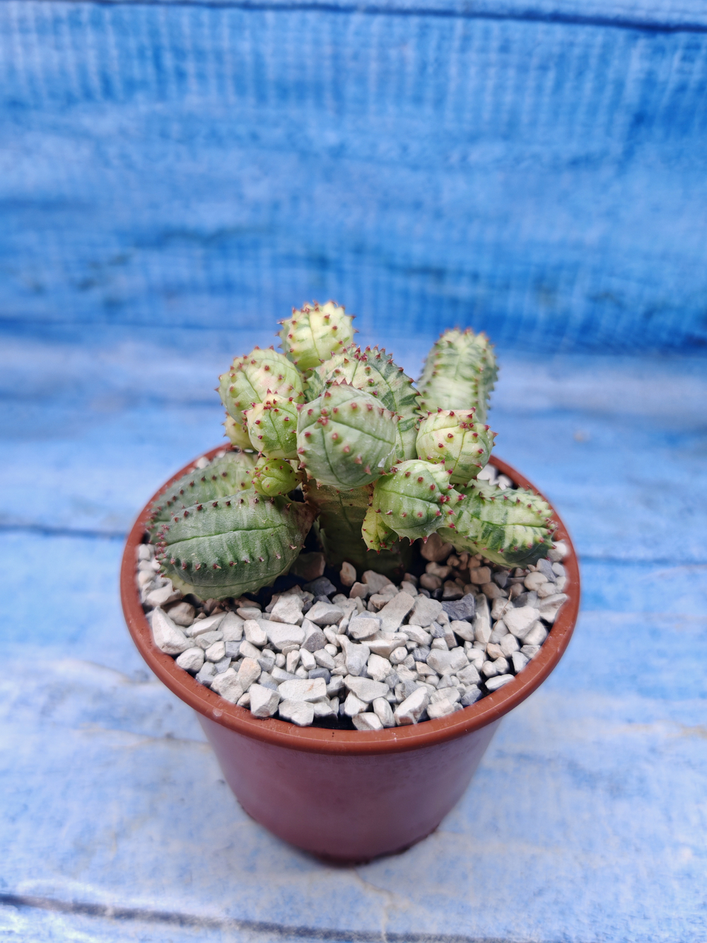 Euphorbia Pseudoglobosa variagate (Эуфорбия)