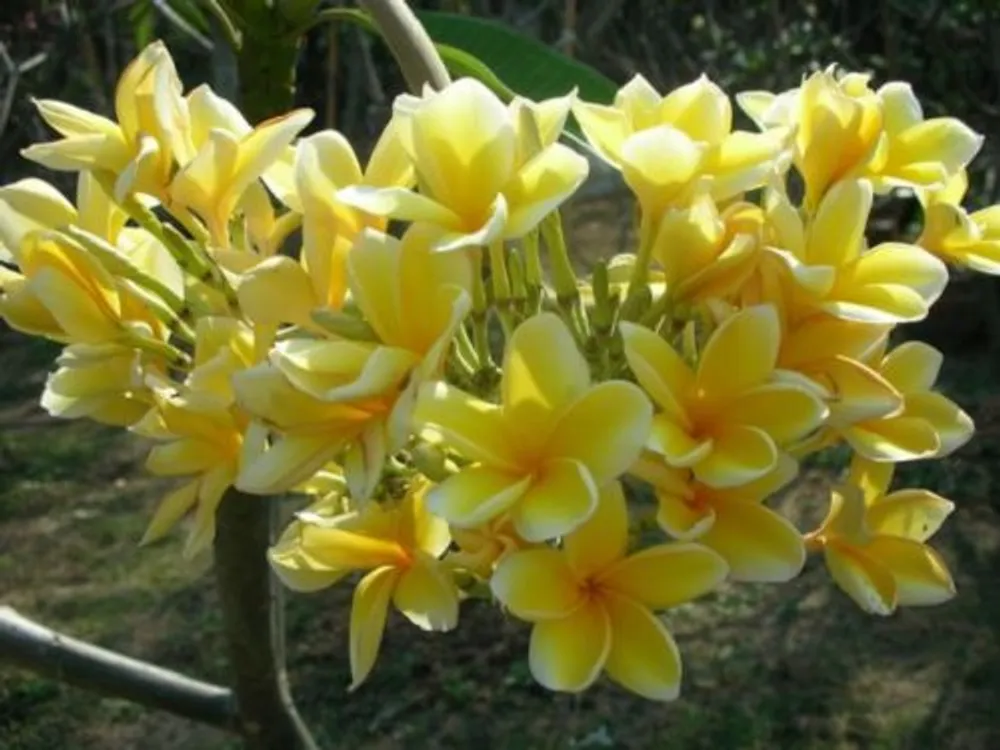 Плюмерия Plumeria Bali Hai Gold