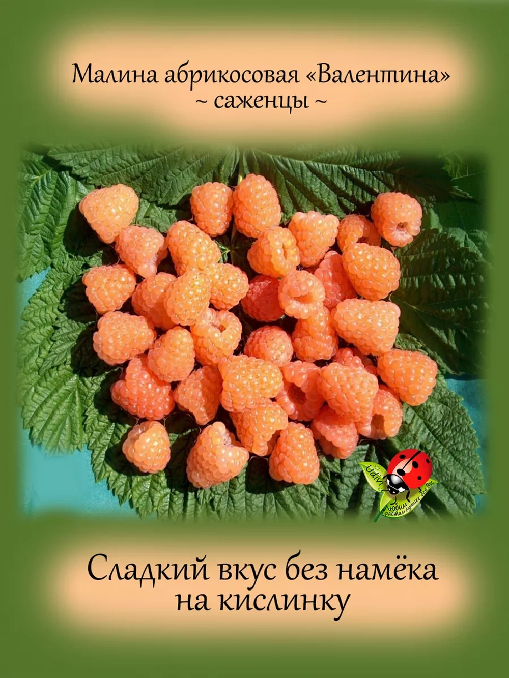 Малина Валентина абрикосовая сладкая