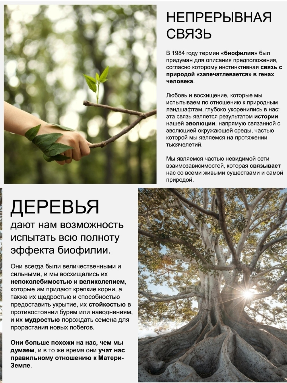 JOC CURE Шампунь Успокаивающий с экстрактом желудя черешчатого дуба 250 мл