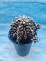 Gymnocalycium T-Rex Pink hybrid (Гимнокалициум T-rex)