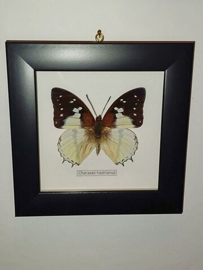 Бабочка Charaxes hardianus в рамке
