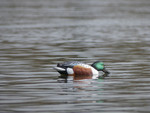 Широконос "FA-212530 LIVE NORTHERN SHOVELER SPOONBILL" FA 6 шт.