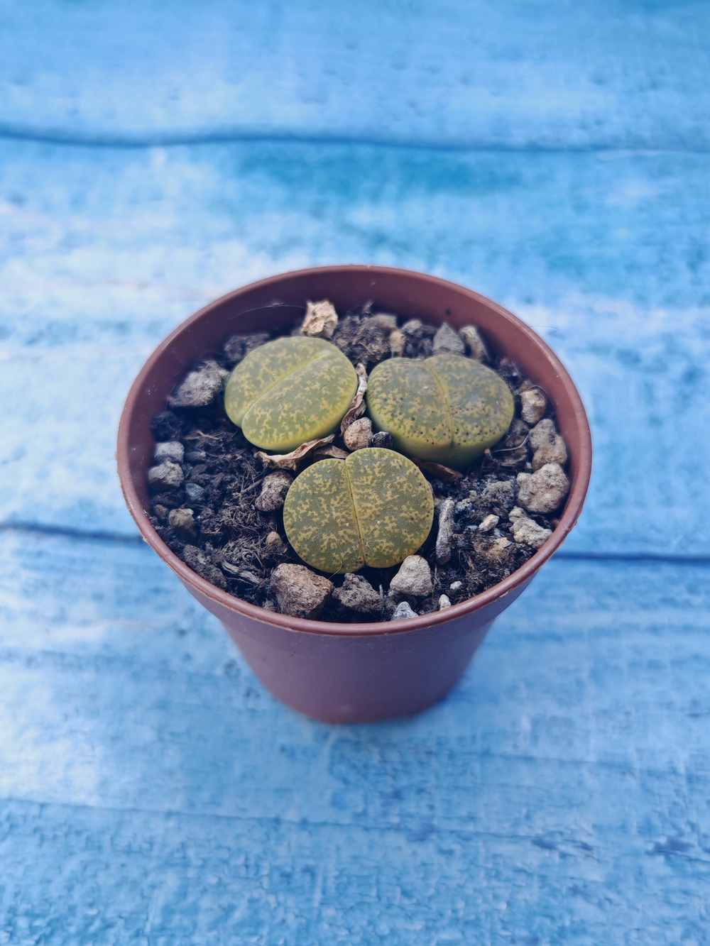 Lithops sp. (Литопсы)