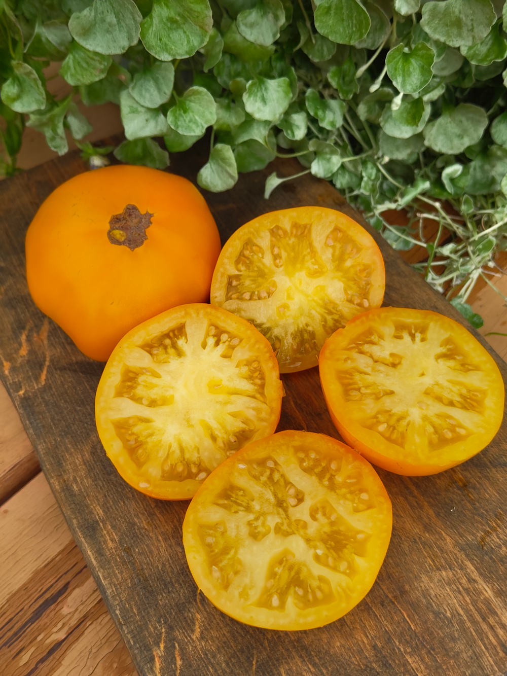 Гном Новый большой гном оранжевый (New Big Dwarf Orange)