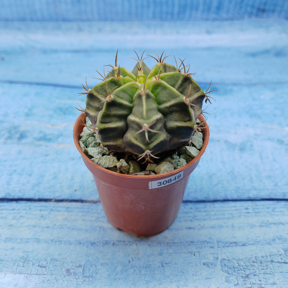 Gymnocalycium Friedrichii (Гимнокалициум)