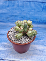 Euphorbia Pseudoglobosa variagate (Эуфорбия)