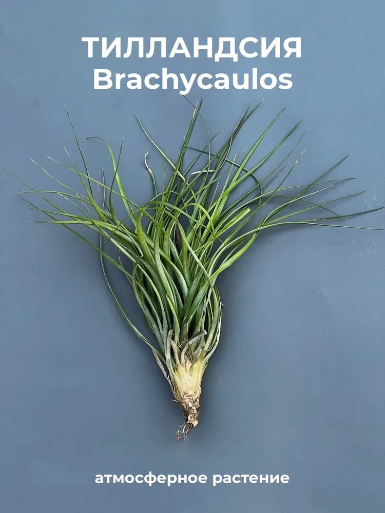 Тилландсия brachycaulos, атмосферное растение