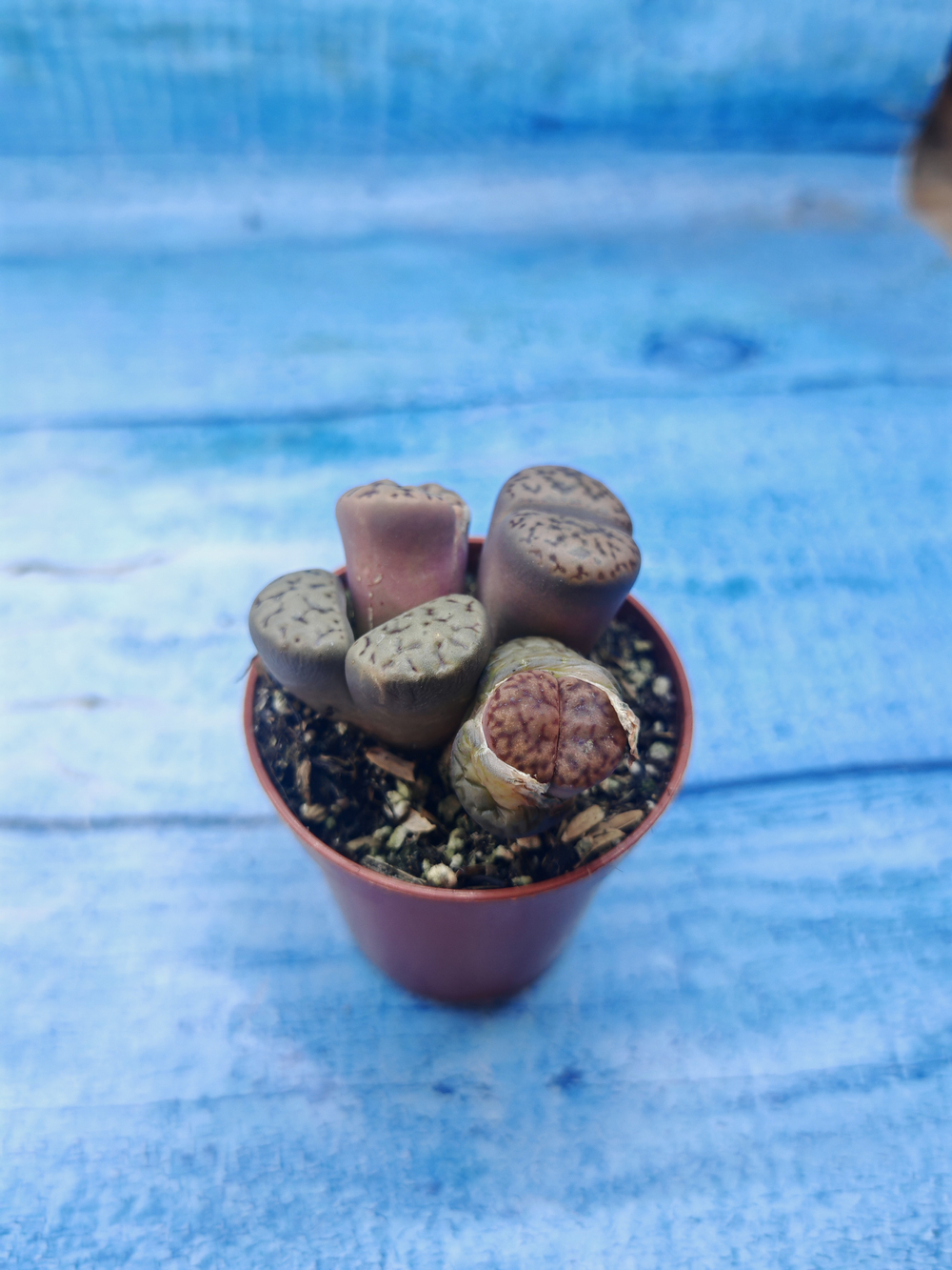 Lithops sp. (Литопсы)