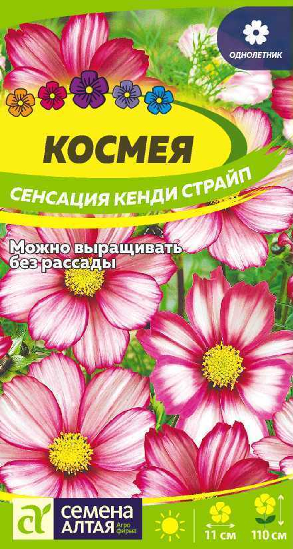 Космея Сенсация Кенди Страйп