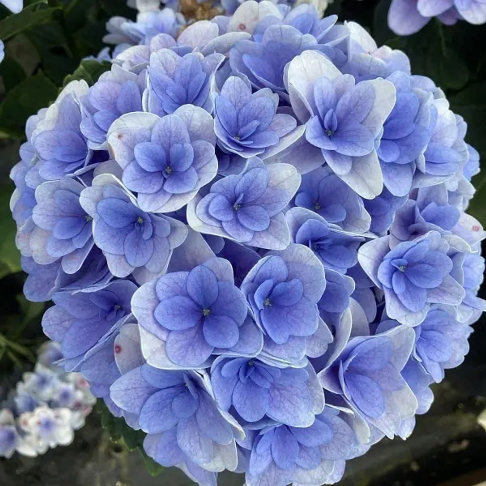 "Флорентина Блю" ("Florentina Blue") сентябрь-октябрь 2027 г.