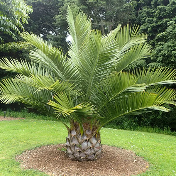 Юбея чилийская (Jubaea chilensis) семена 10 шт