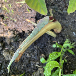 Колоказия Мау Санрайз (Colocasia Maui Sunrise) корневище