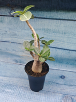Adenium Baobab (Адениум)