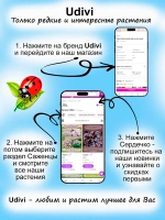 Джинура Листья Бога Лекарство от 100 болезней