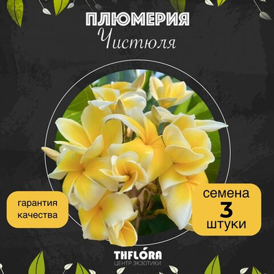 Плюмерия "Чистюля" семена 3 шт