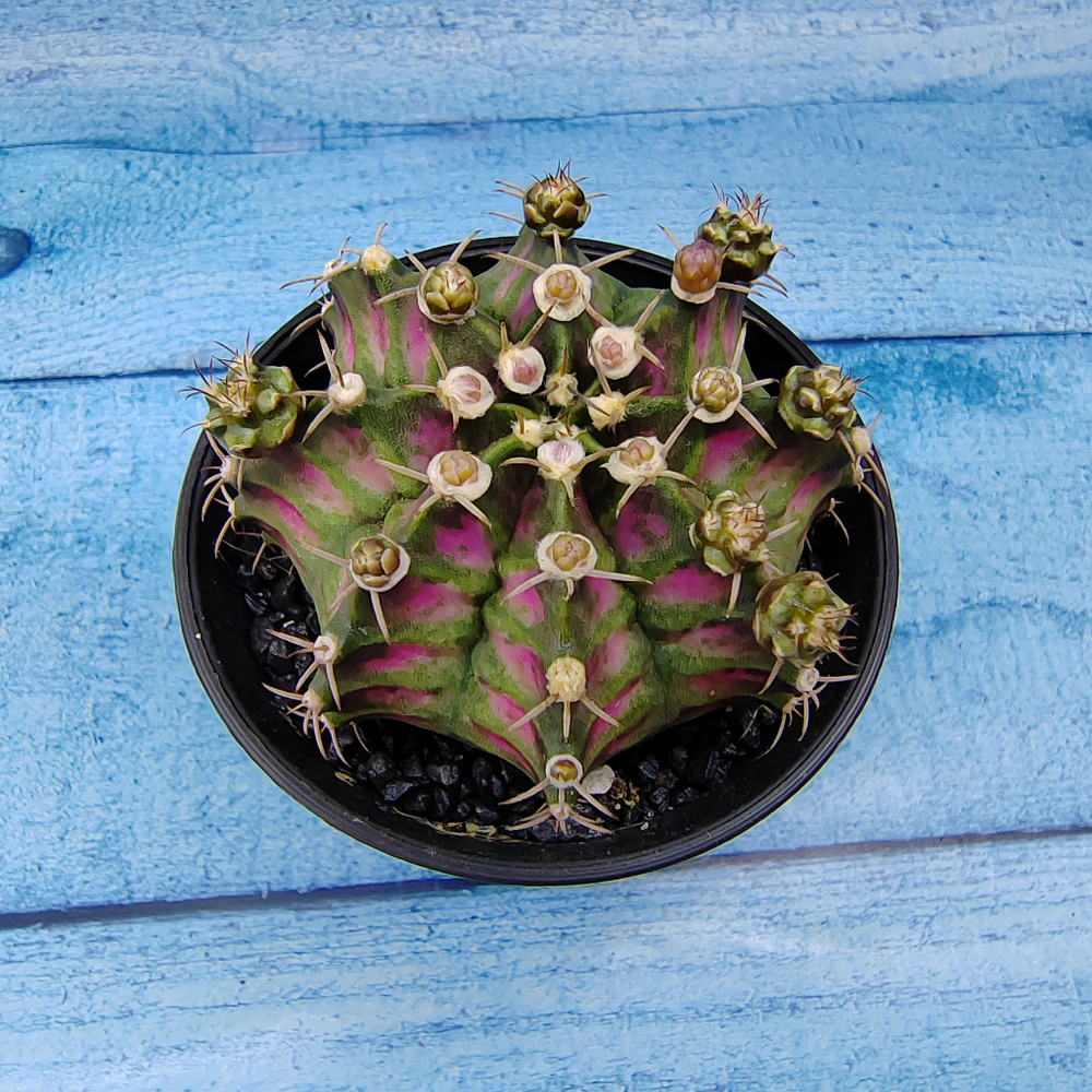 Gymnocalycium T-Rex Pink hybride (Гимнокалициум T-rex)