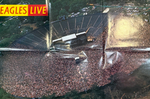 Eagles – Eagles Live 2LP (Япония 1980г.)