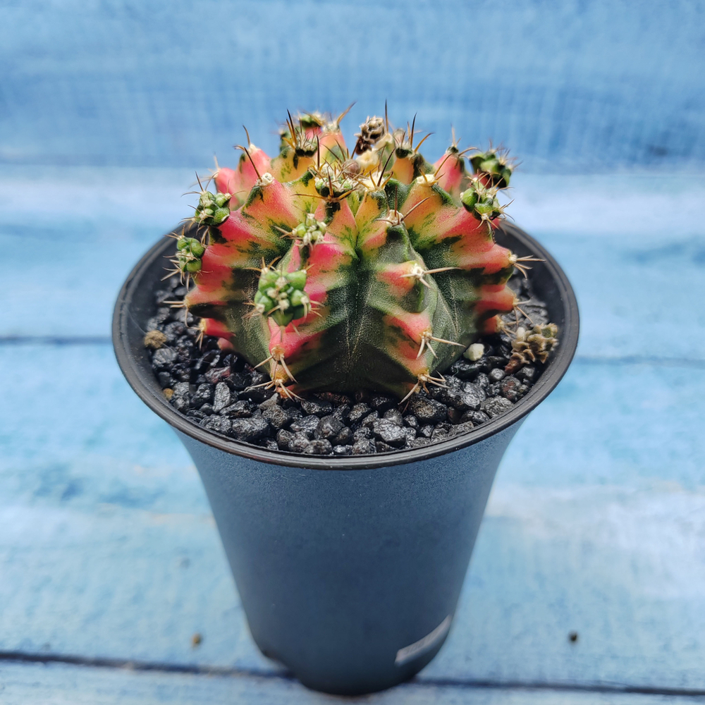 Gymnocalycium Variegata (Гимнокалициум Вариегатный)