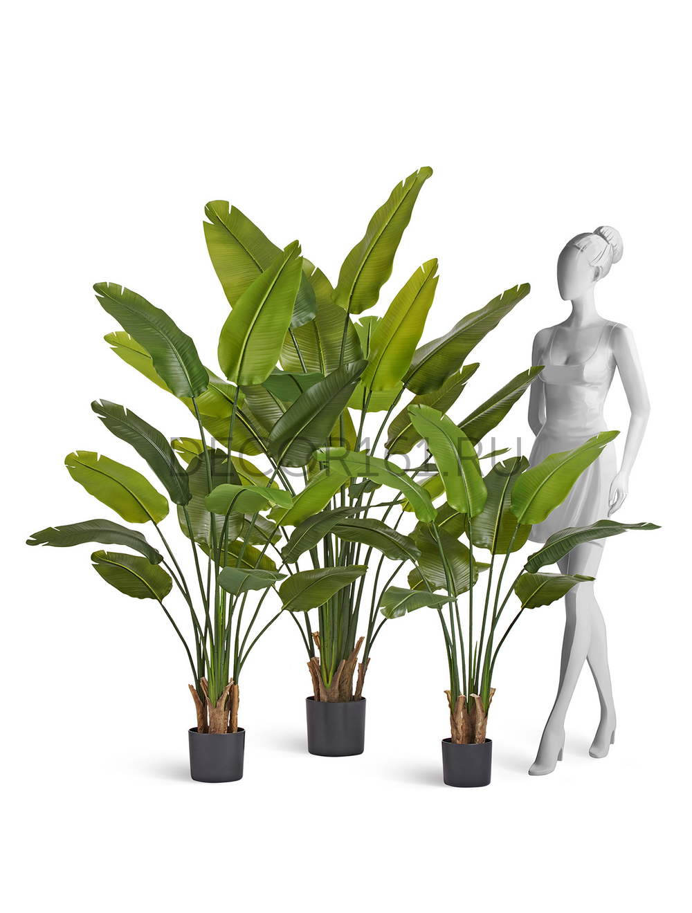 Стрелиция New Style зелёная в-180 см (20 листов) (Sensitive Botanic) 2/2 10.072436N