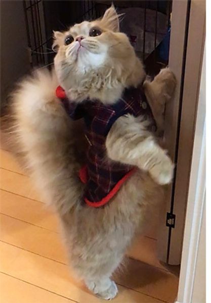 Кошка с беличьим хвостом покоряет Instagram Кошка с беличьим хвостом покоряет Instagram