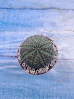 Euphoria Obesa (Эуфорбия)