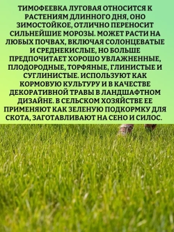 Тимофеевка луговая (газон) - 1кг