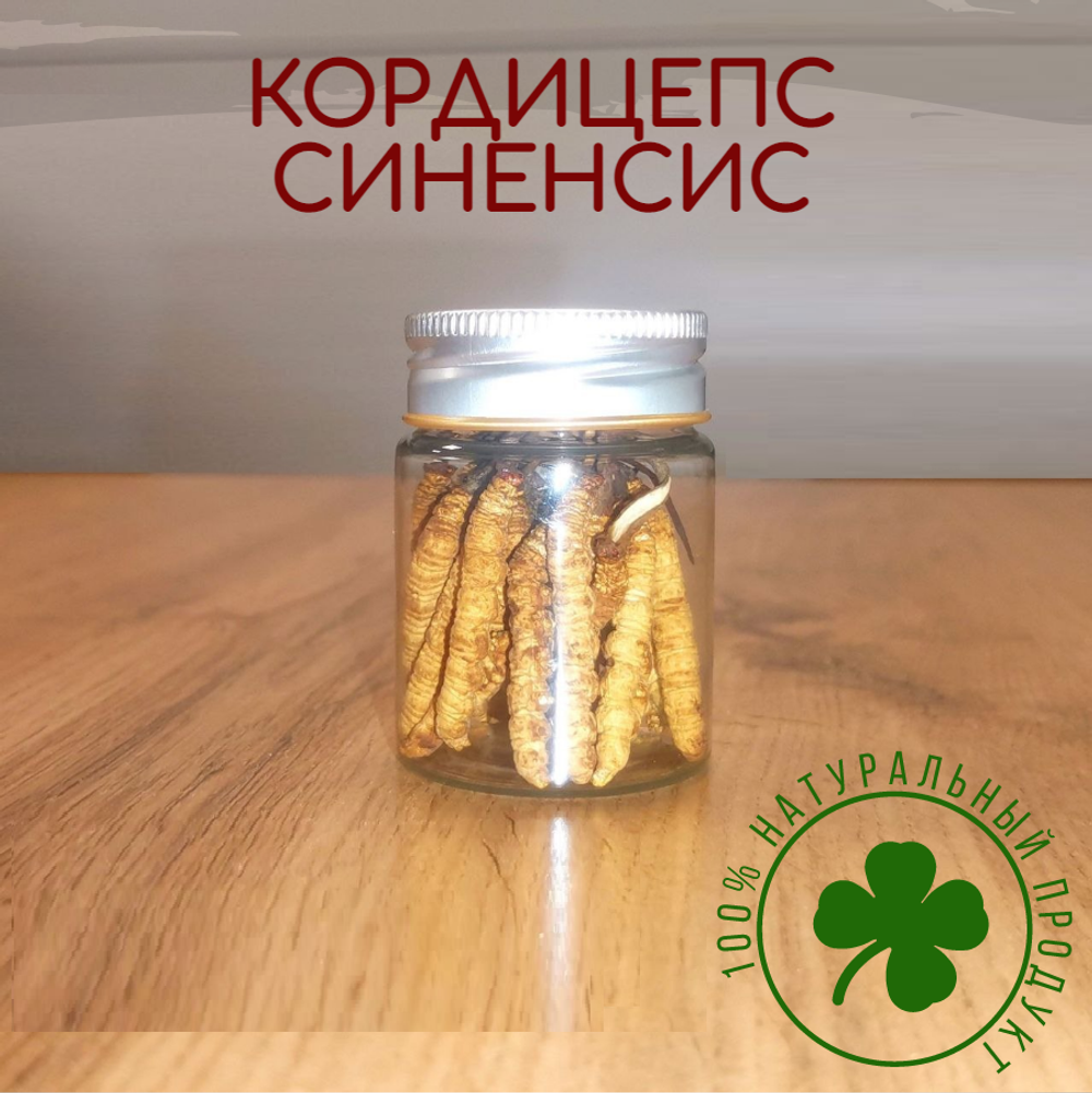 Кордицепс синенсис, cordyceps sinensis