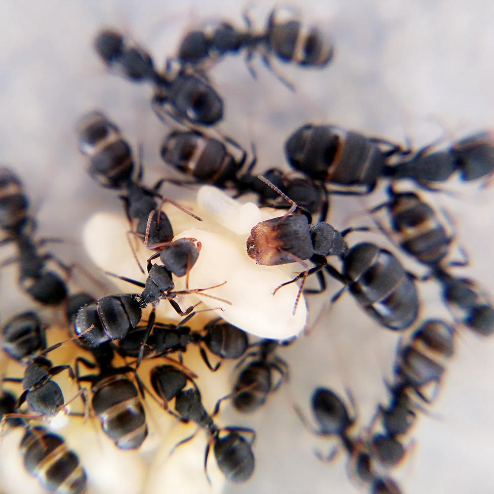 Муравьи Camponotus lasiselene (Красномордый муравей)