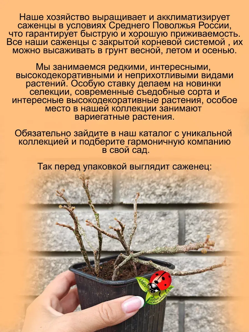 Эуфорбия Платиклада Коралл суккулент