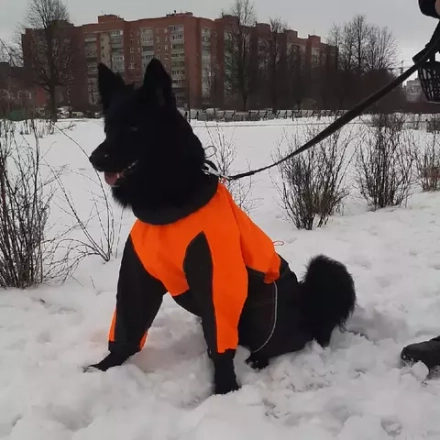Комбинезон дождевик для собак White Wolf вырез на мальчика оранжевый-черный