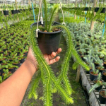 Хуперция H.SQUARROSA THAILAND (P56)